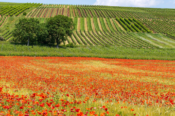 View of a field of poppies in red bloom with vineyards in the background in Rheinhessen near...
