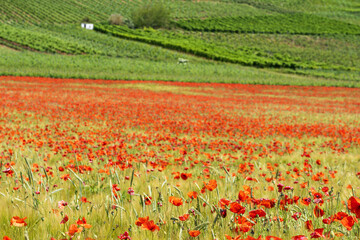 View of a field of poppies in red bloom with vineyards in the background in Rheinhessen near Guldental/Germany