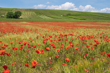 View of a field of poppies in red bloom with vineyards in the background in Rheinhessen near Guldental/Germany