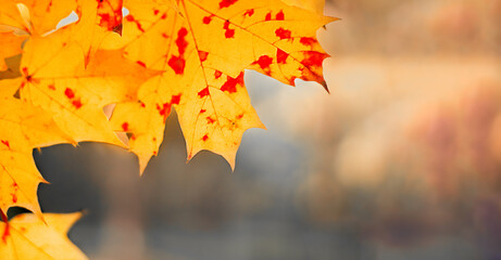 Orange maple leaves on a blurry background. Close-up. Autumn wallpaper. Copy space.