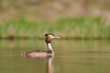 Great crested grebe in spring by the lake.