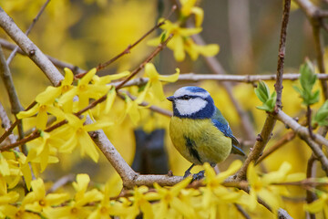Blue tit on a background of yellow flowers.