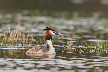 Great crested grebe in spring by the lake.