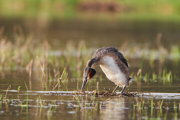 Great crested grebe in spring by the lake.