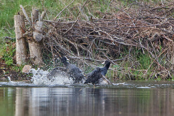 Coot in spring on the lake.