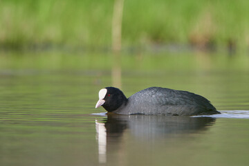 Coot in spring on the lake.