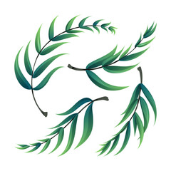 illustrations of a green leaf