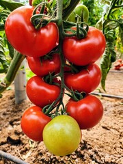 Ripe red and green tomatoes growing on a branch in a greenhouse