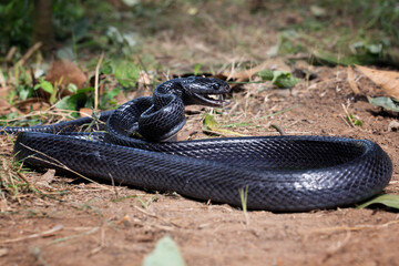 Sulawesi Mangrove Snake (Boiga dendrophila gemmicincta) Black Morph closeup, Boiga dendrophila gemmicincta ready to attack