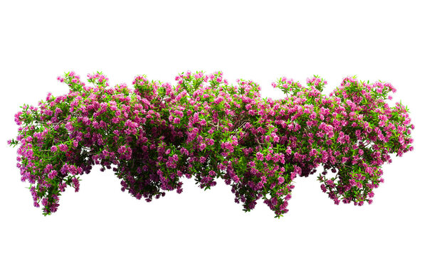 flowers bush png images _ flower images _ tree images _ plant images _  flower bush isolated on white background