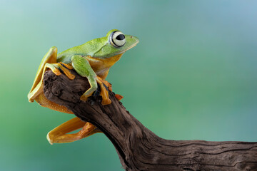 Tree frog on leaf with natural background, Gliding frog (Rhacophorus reinwardtii) sitting on leaves