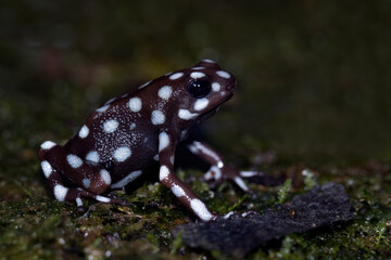 Maranon poison frog (Exidobates mysteriosus) closeup on moss, Exidobates mysteriosus closeup