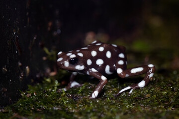 Maranon poison frog (Exidobates mysteriosus) closeup on moss, Exidobates mysteriosus closeup