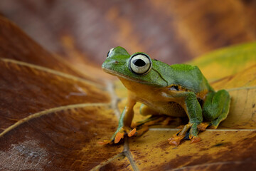 Tree frog on leaves, Gliding frog (Rhacophorus reinwardtii) closeup on dry leaves