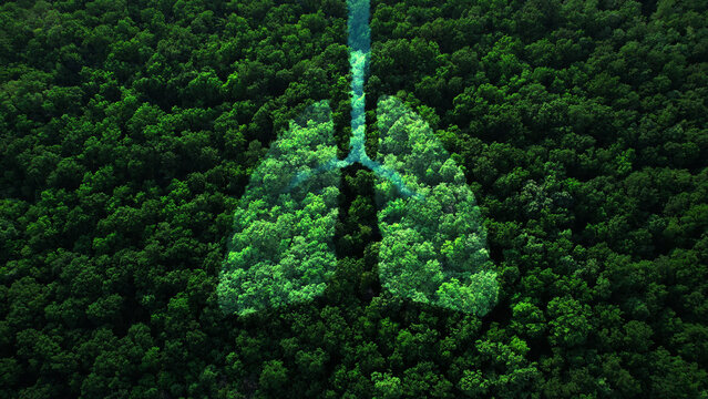 Shape of lungs in  middle of forest with a view from above. Concept of nature protection, cleanliness, breathing and natural reduction of CO2.