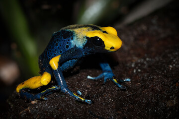 Dendrobates tinctorius tumucumaque closeup on wood, Dendrobates tinctorius tumucumaque closeup