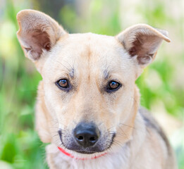 A portrait of a beautiful dog looking straight at the camera
