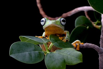Tree frog on leaf with natural background, Gliding frog (Rhacophorus reinwardtii) sitting on leaves
