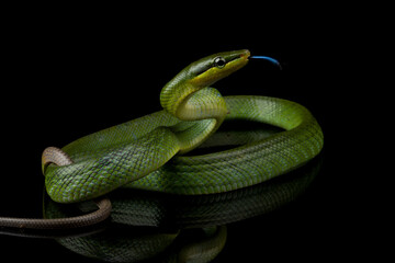 Gonyosoma snake on reflection with isolated background, Green gonyosoma snake looking around 