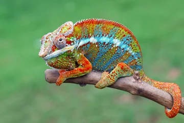 Gordijnen Beautiful of panther chameleon on wood, The panther chameleon on tree © kuritafsheen