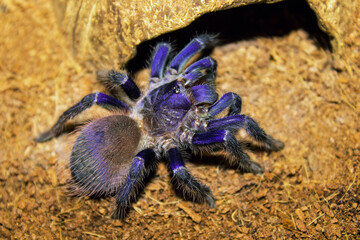 Tarantula spider, brazilian blue tarantula (aka Pterinopelma Sazimai) in its habitat