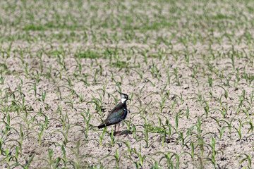 Vanneau huppé  Vanellus vanellus