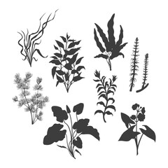 Black silhouette of aquarium plants. Isolated drawing set of aquatic herbs. River grass art. Underwater decoration objects