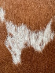Wool, animal skin - cow fur texture