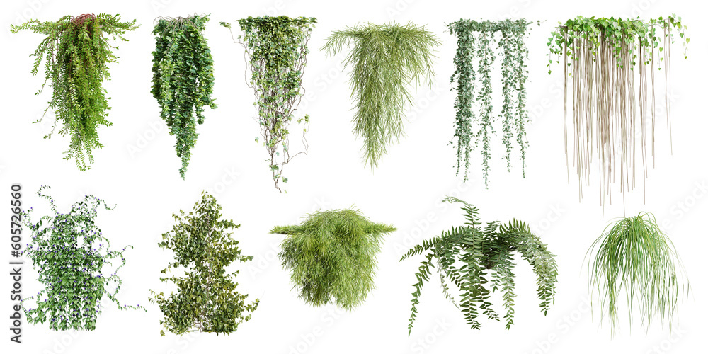 Poster set of various creeper plants, vol. 2, isolated on transparent background. 3d render.
