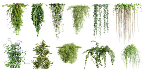 Set of various creeper plants, vol. 2, isolated on transparent background. 3D render. - obrazy, fototapety, plakaty
