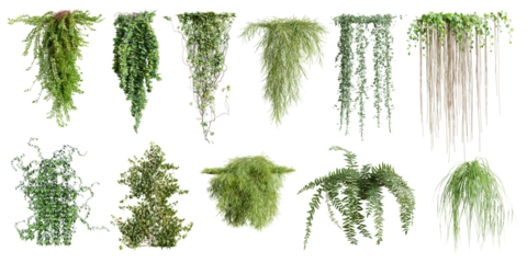 Set of various creeper plants, vol. 2, isolated on transparent background. 3D render.