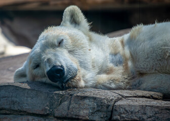 Polar Bear Lazing About in the Sun 2