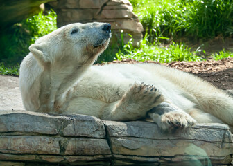 Polar Bear Lazing About in the Sun 1