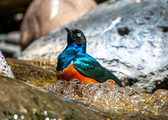 Superb Starling enjoying a Bath 2