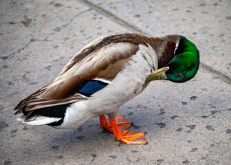 Mallard Duck with an Itch