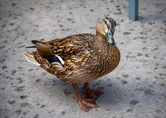 Female Mallard looking up Curiously