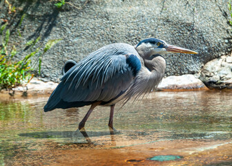 Great Blue Heron stalking a Meal