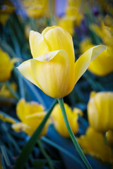 Naklejka premium Tulip Time 2023-12