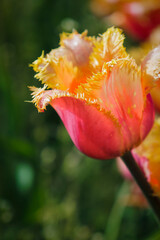 Fototapeta premium Window on the Waterfront-12