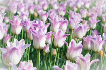 Window on the Waterfront-26