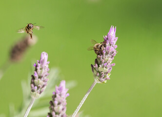 Fototapeta premium Bees on the lavender flower.