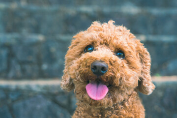 トイプードル　toy poodle
