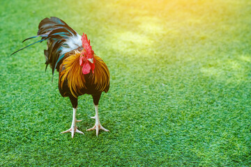 Beautiful domestic red rooster standing and grazing on the artificial green grass background in the garden. Chickens walk on fake grass. Hen foraging for food green grass. Freely grazing on a meadow.