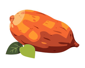 Fresh organic potato on white backdrop