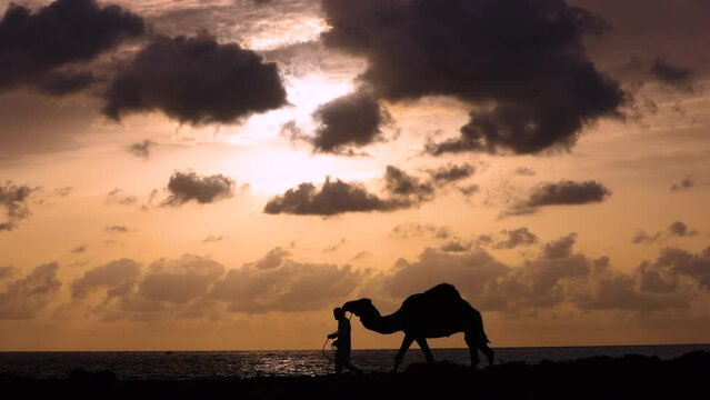 Sunrise Silhouette camel herder in traditional dress Egypt