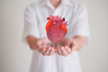 Close up of Hand's holding heart, concept of heart and organ donation or charity, hospital, anatomy, give and love, donor support, hope and health care of life and family, insurance background