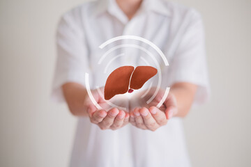 Hand's holding liver, concept of liver and organ donation or charity, hospital, anatomy, diagnosis, cancer, disease donor support, health care of life and family, insurance background with copy space. - obrazy, fototapety, plakaty