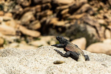 Chuckwalla 