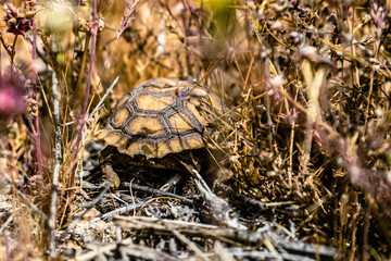 Baby Tortoise 1
