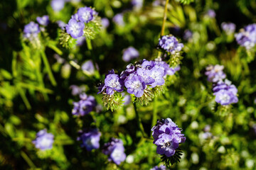 Obraz premium Lavender Wildflower